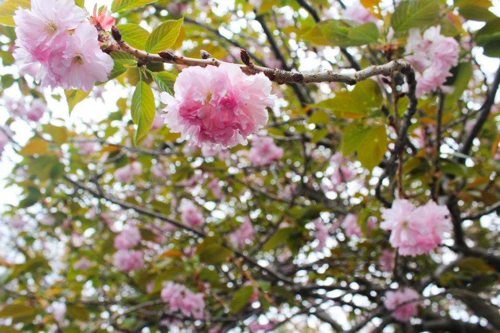 Spring in Boston, MA