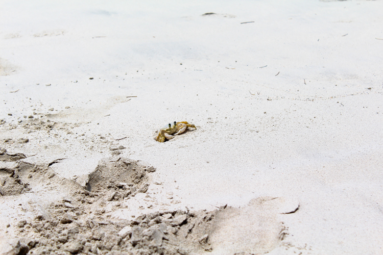 crab on St. John, USVI