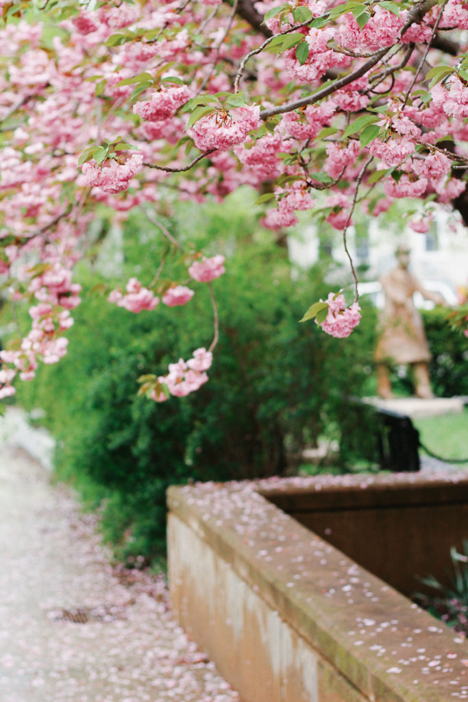 spring flowers in Boston