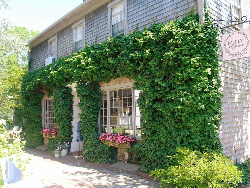 lush flowers on Nantucket