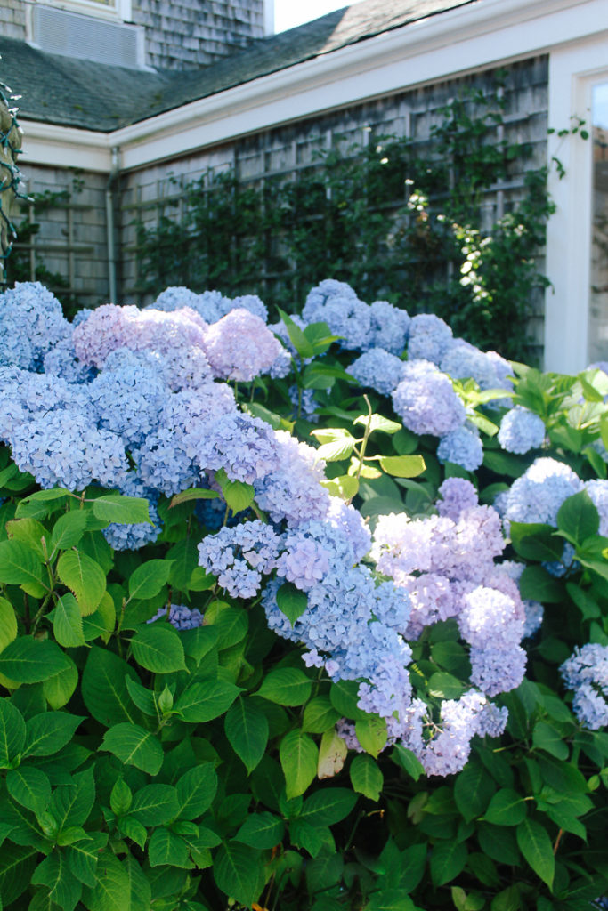 hydrangeas on Nantucket