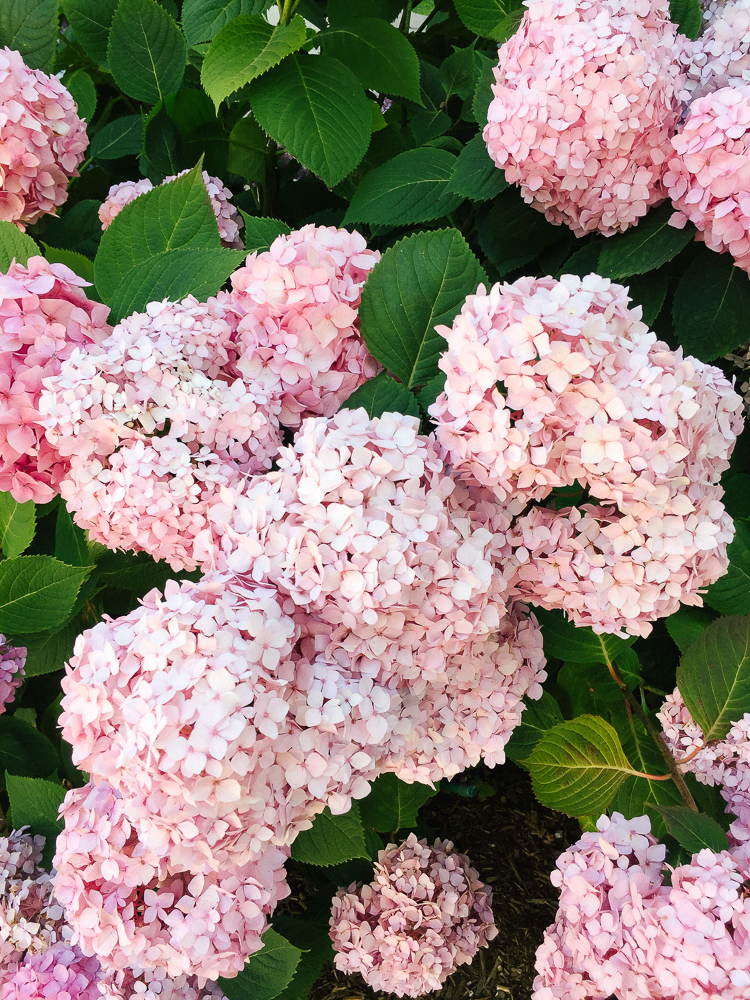 hydrangeas in Nantucket