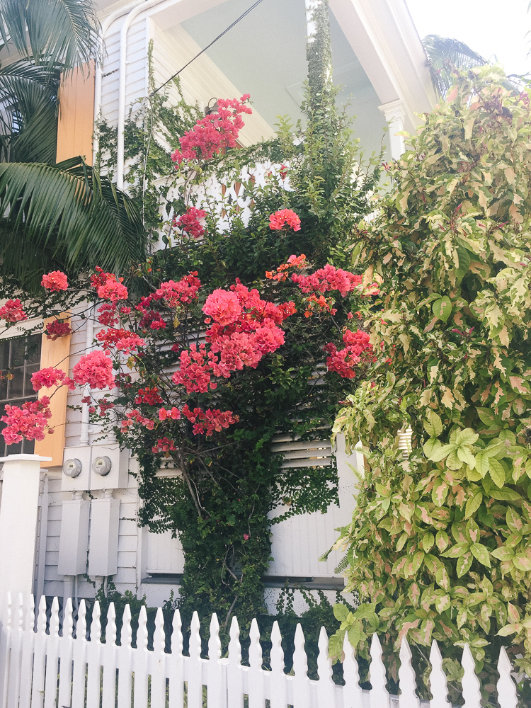 lush florals in Key West | The Ultimate Key West, Florida Food and Travel Guide | key west travel guide | key west florida | key west travel diary | what to do in key west | where to eat in Key West | what to see in key west | everything you should do in key west | 