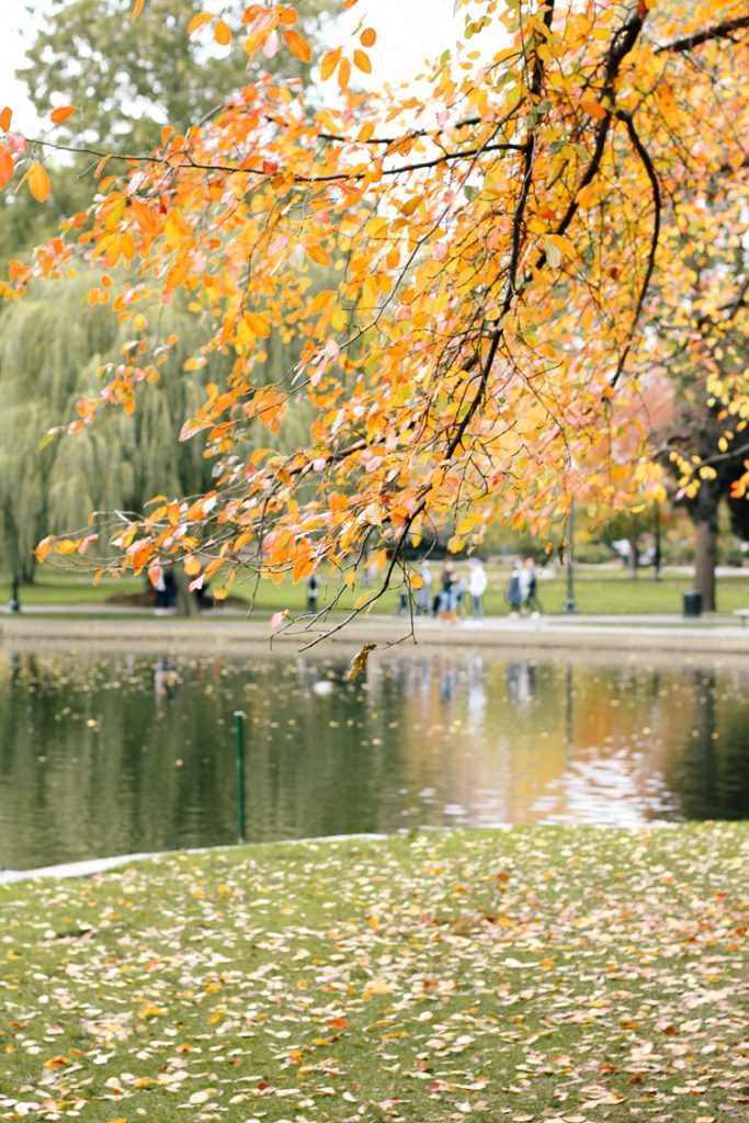 fall in Boston at the Boston Public Garden