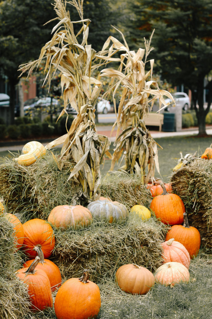 fall in cambridge, massachusetts