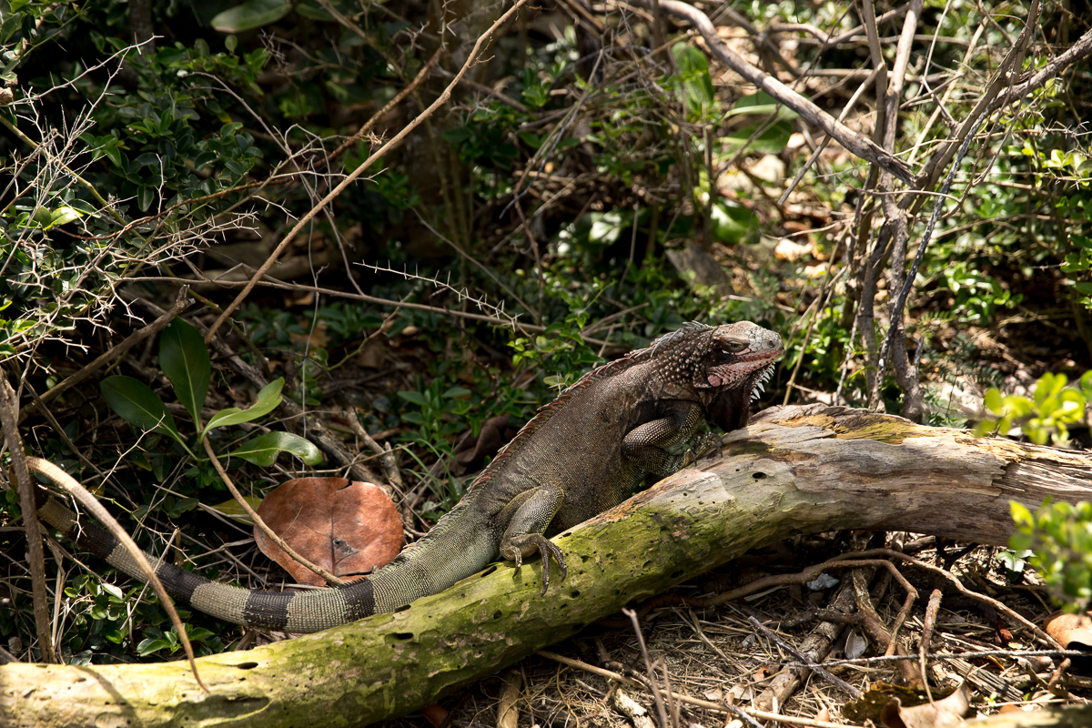 st. john usvi march 2020 | iguanas on st john