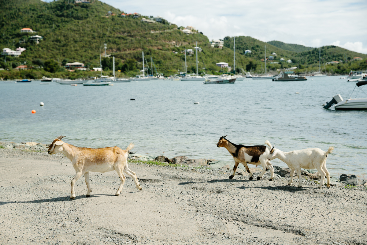 St. John USVI March 2020| what to do on St. John USVI | Coral Bay St. John | wildlife on St. John